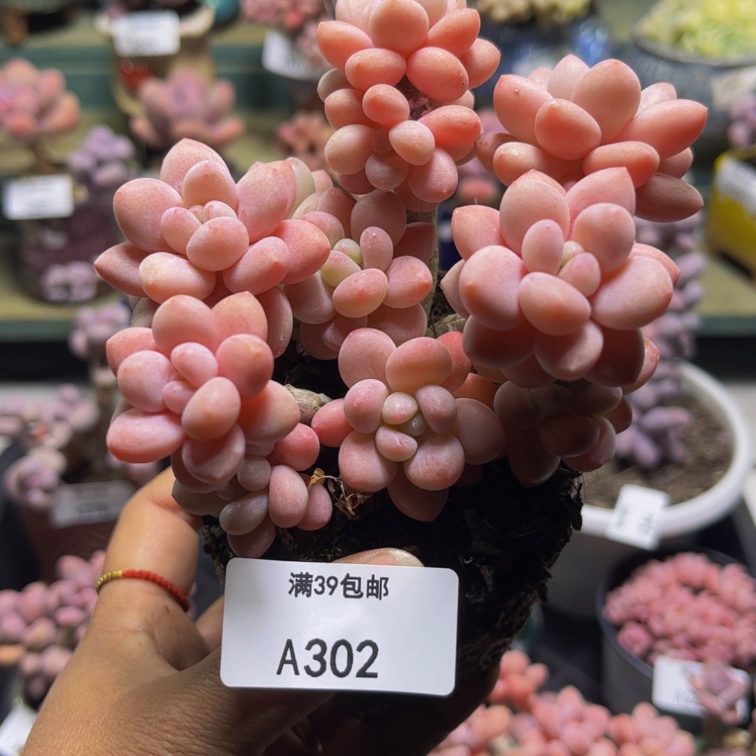 鱼子酱302/10cm多肉