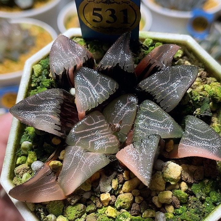 y***y531大型克锦特选福利