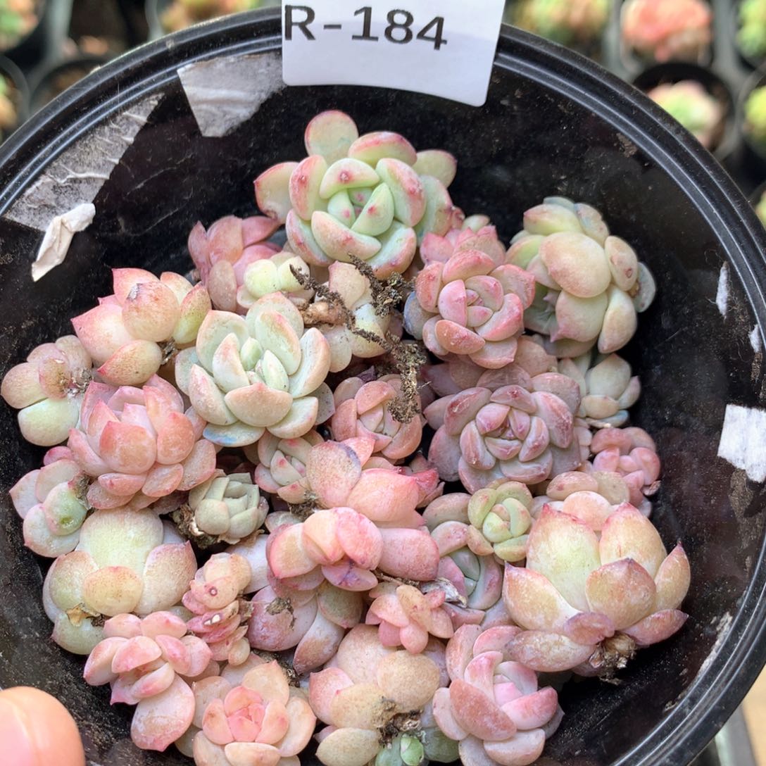 R184 珍妮糖心巫拉拉混合组合