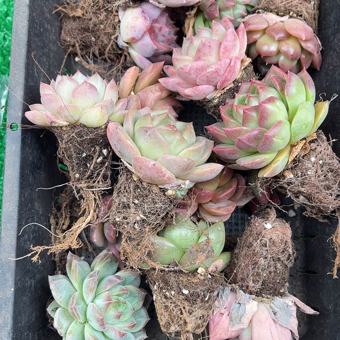 多肉植物一物一拍6-177