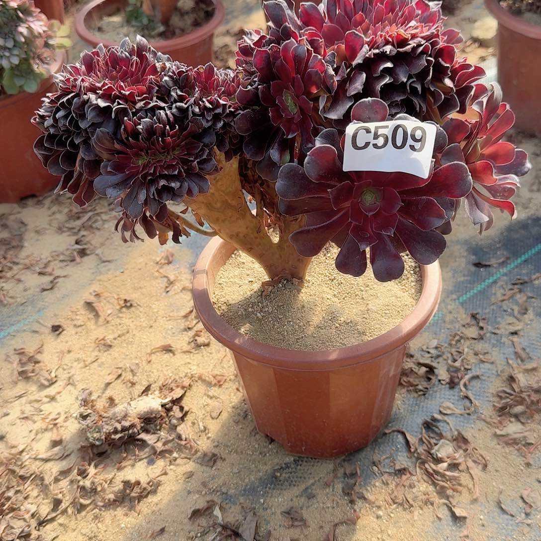 509欧紫一颗呀呀