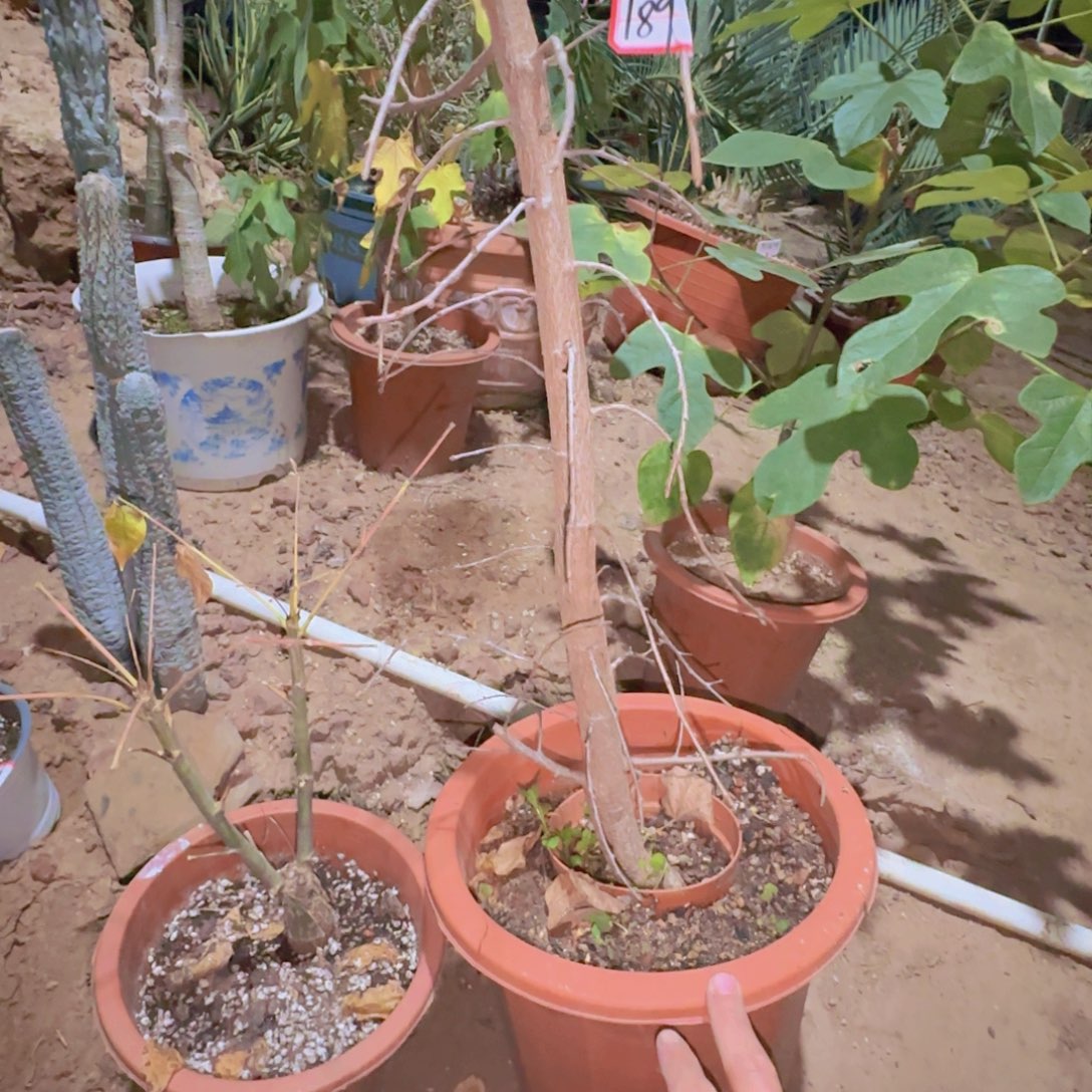 晚***安块根植物块根植物
