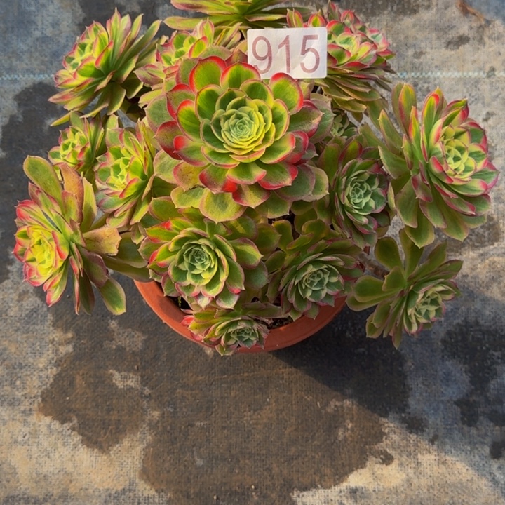 0000000000915变异多肉植物