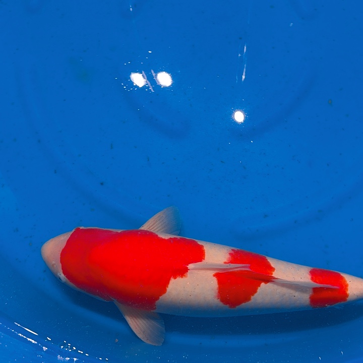 锦鲤红白专拍链接