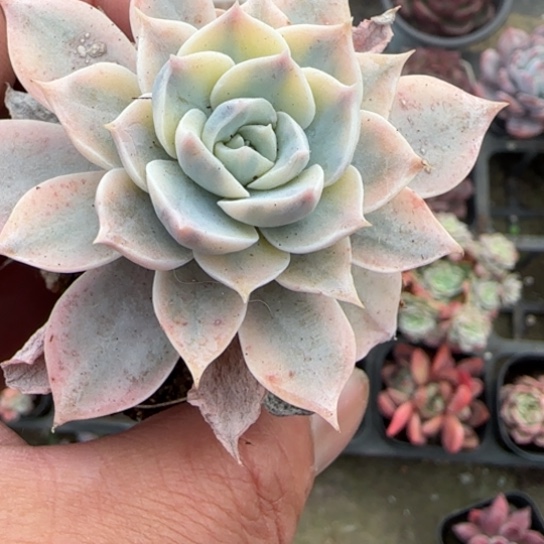 211皮氏锦多肉植物多