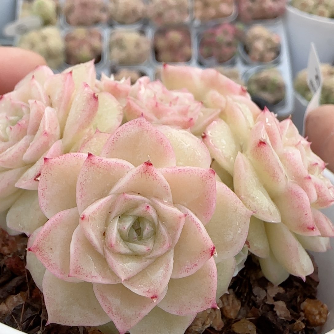 【闪购商品】0220-27孤品麦杆