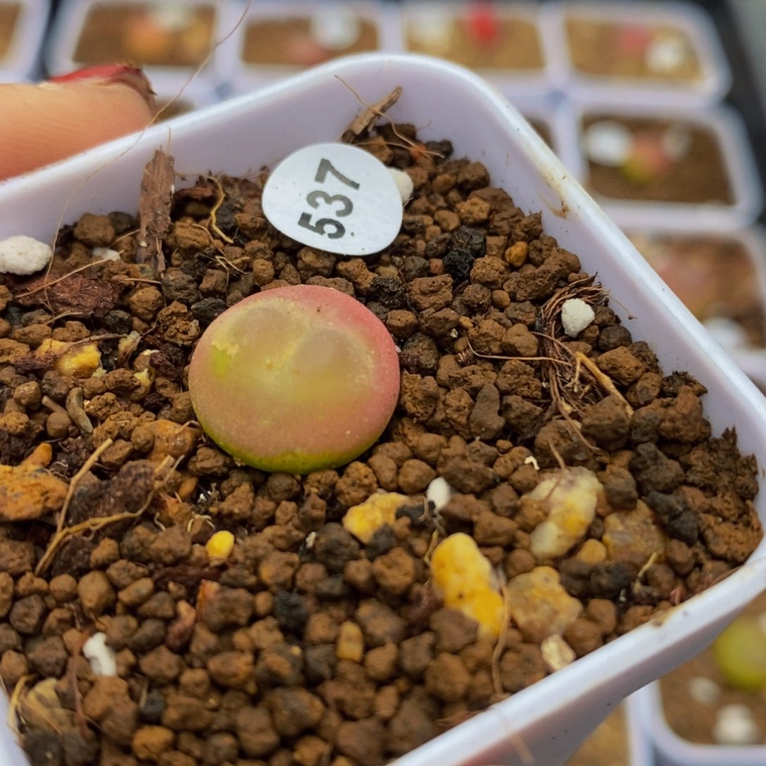 拉登1.3（多肉植物