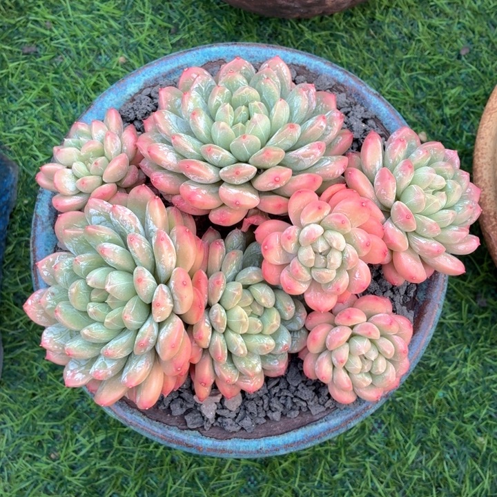 多肉植物 百达翡翠-4