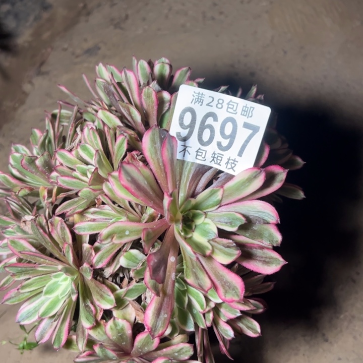 水彩花多肉植物9697