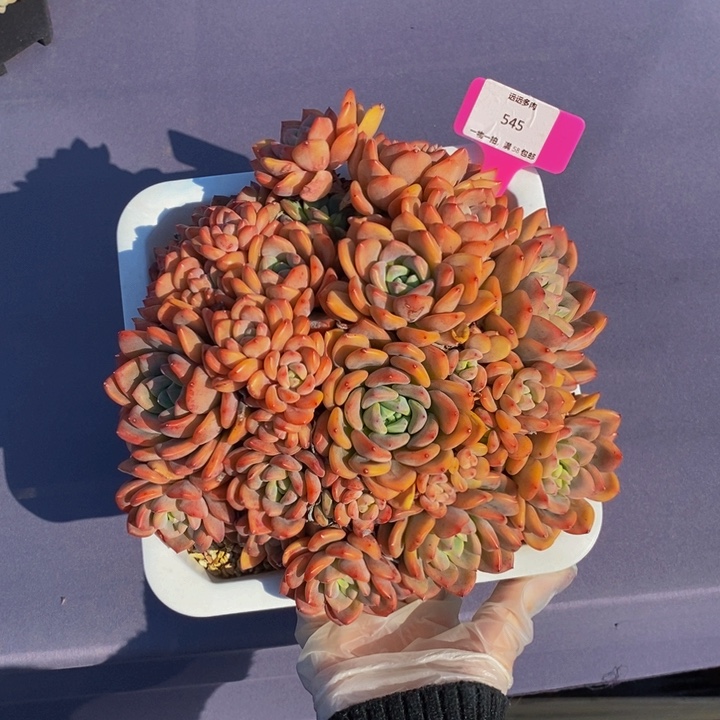 545冰露肉肉肉肉肉