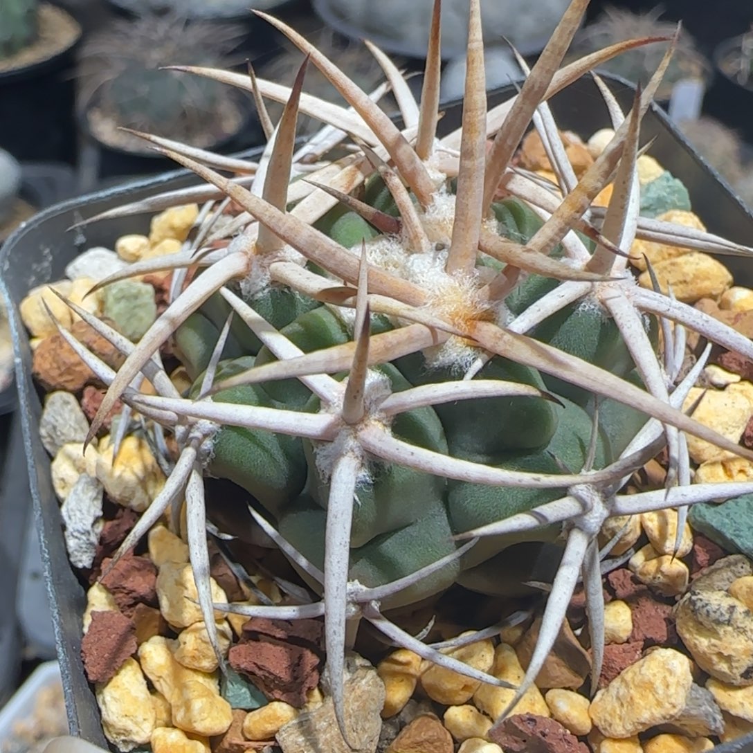 瑞***朴0603实生碧岩玉多肉