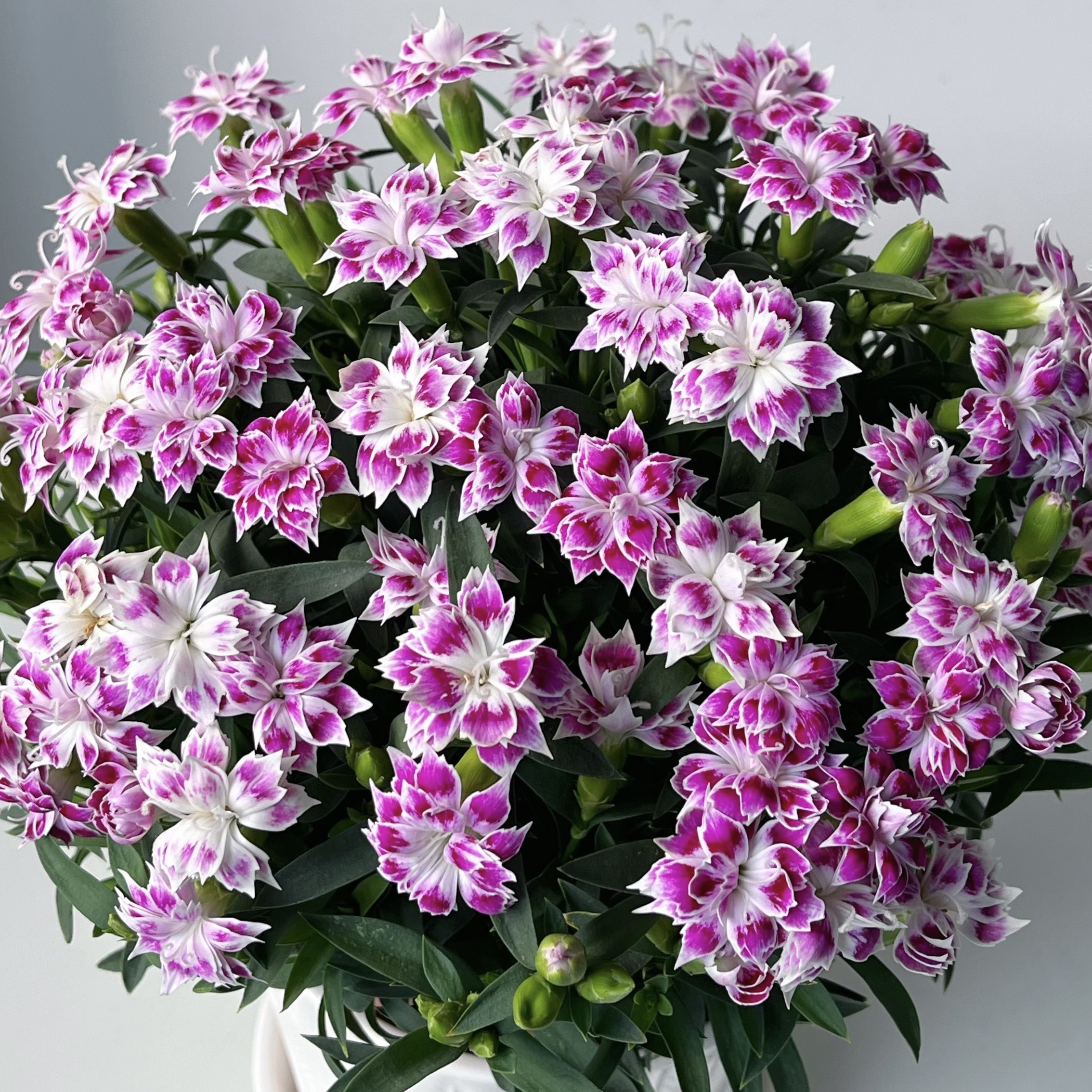 馨石竹万花镜90cm四季开花多年生庭院盆栽绿化易养耐成活