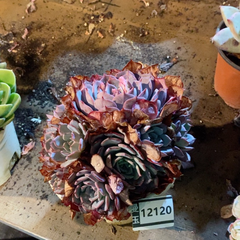 【闪购商品】多肉劳伦斯12120