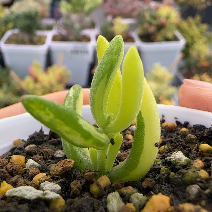 222-香蕉拉丝锦植物枝干