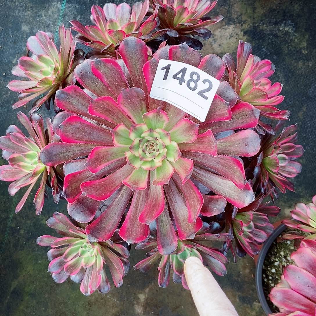 红陶1482红金4多肉