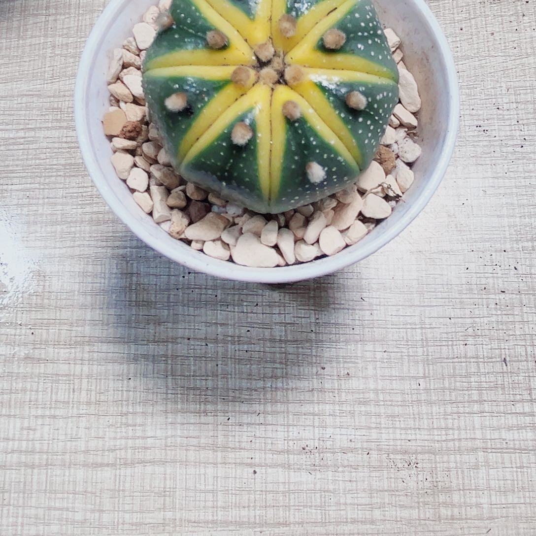 星兜锦多肉植物6666