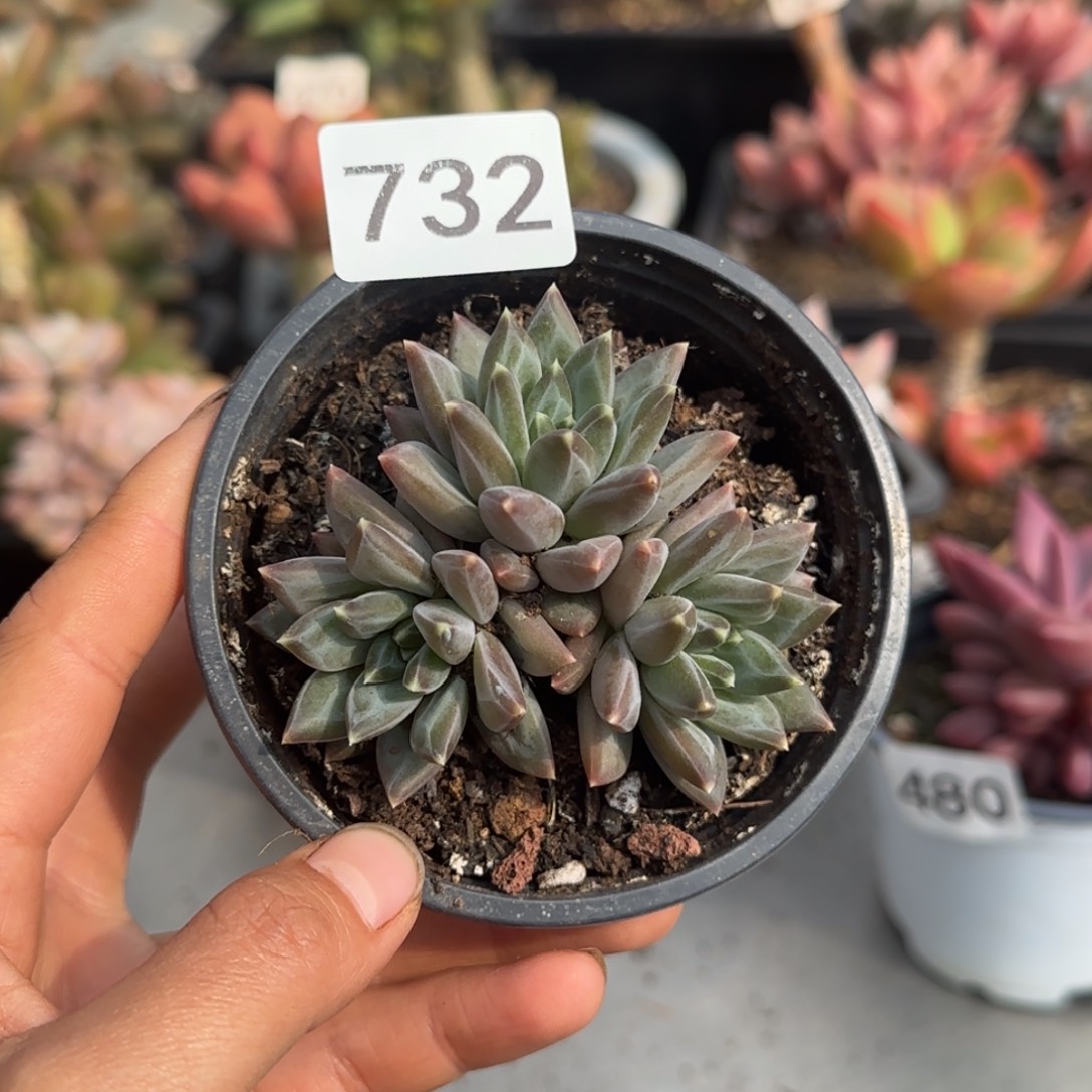 732号一物一拍一物一拍