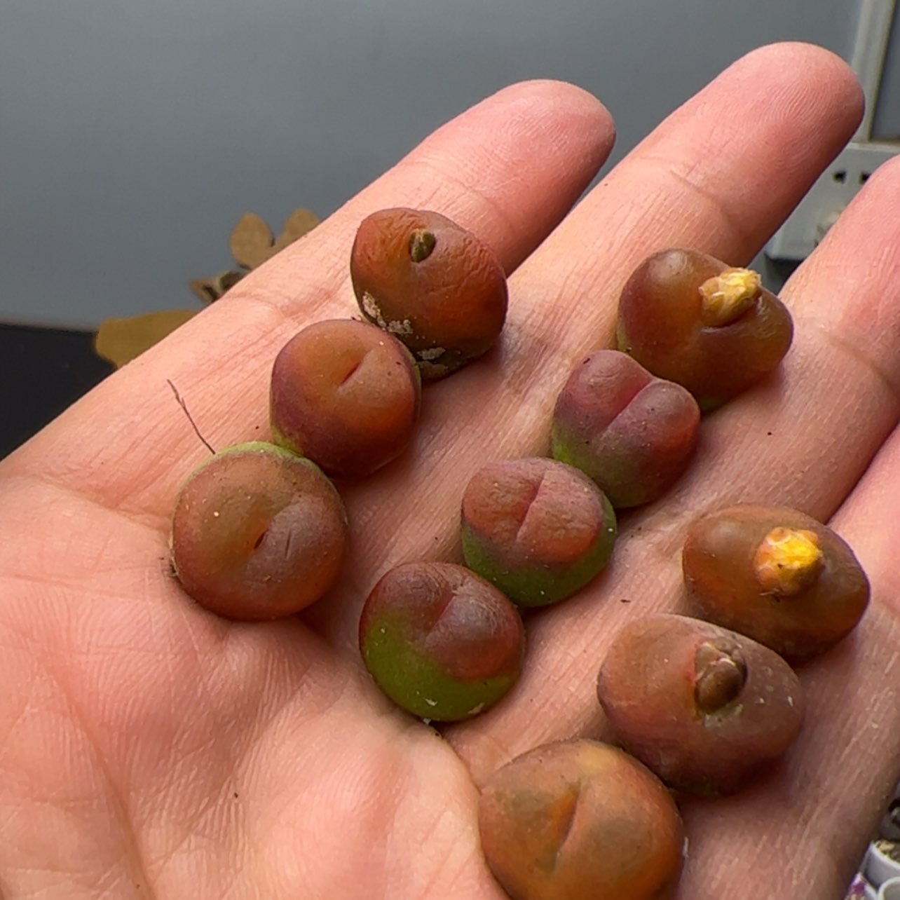 【闪购商品】000000005水蜜桃