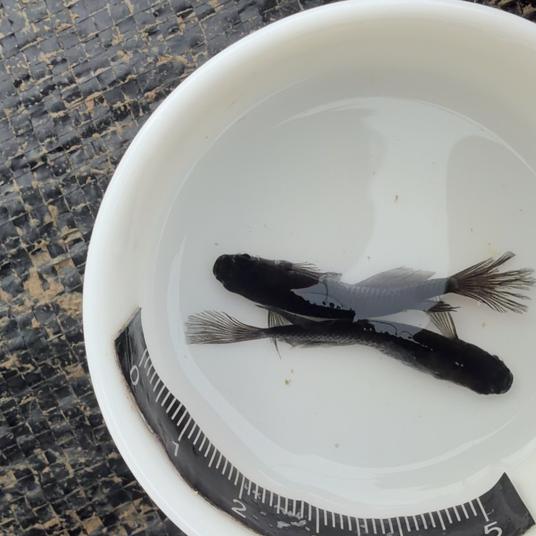 青鳉鱼观背青鳉33