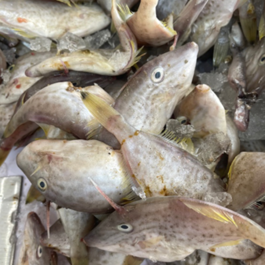 神泉本港剥皮鱼5斤顺丰包邮