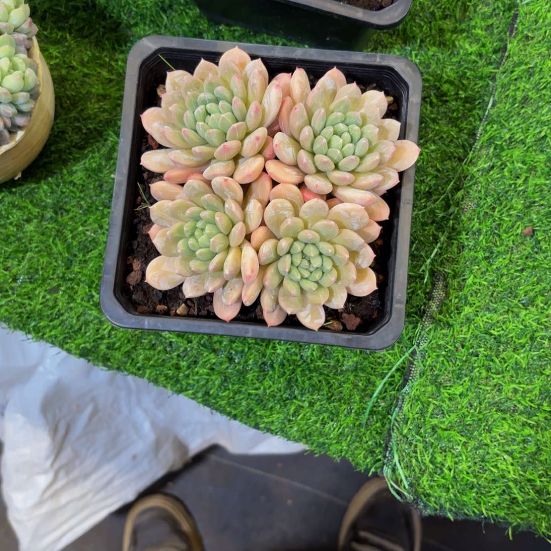 祝***好白达翡翠多肉美美哒