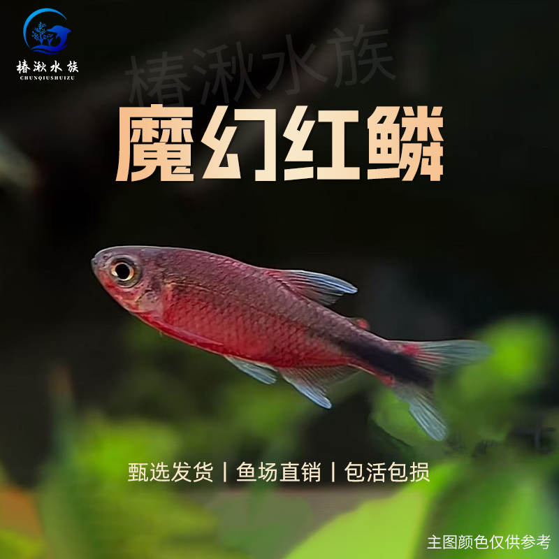 【椿湫水族】魔幻红鳞灯鱼