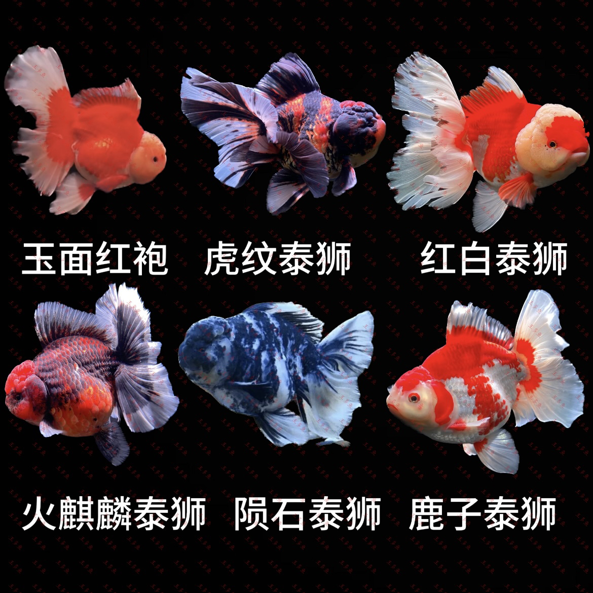 (运费加拍链接，乱拍单独拍下不发货)活体观赏鱼泰狮金鱼