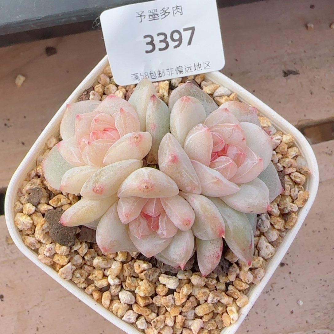 雨露泡泡，3397多肉植物