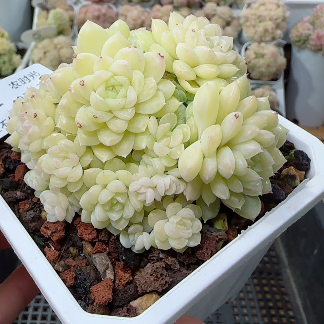 【闪购商品】0224-172优选麦杆