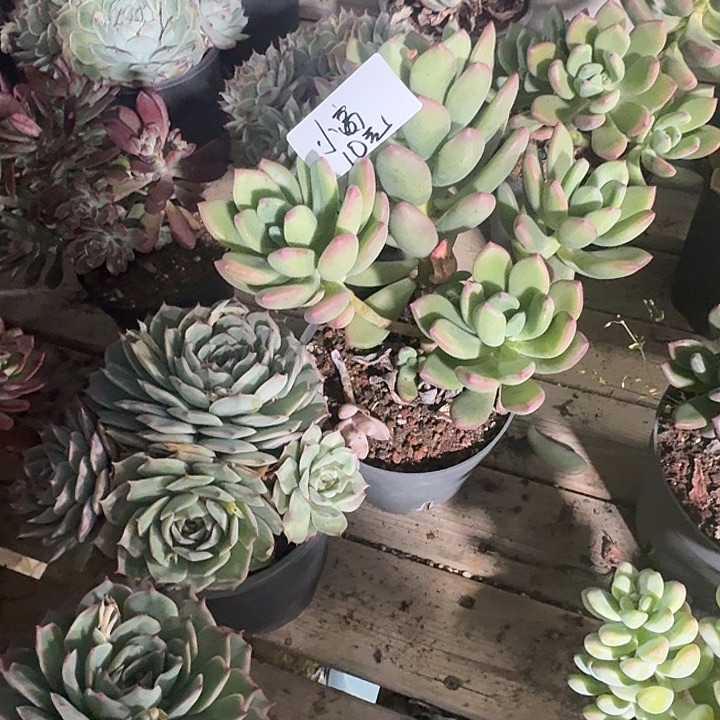 浪***线多肉植物一物一拍小高