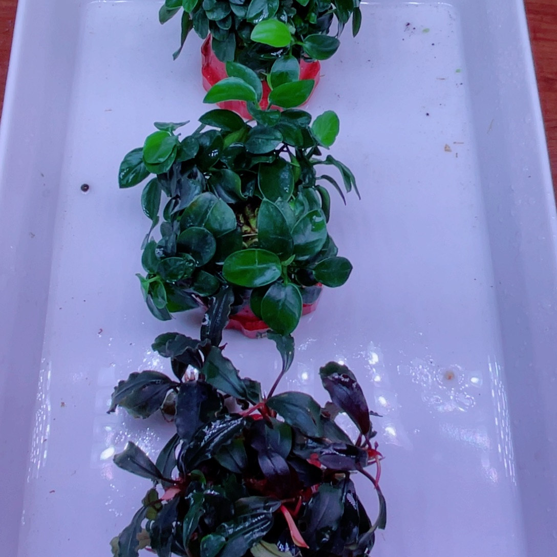 西***风日本小榕幽灵特价