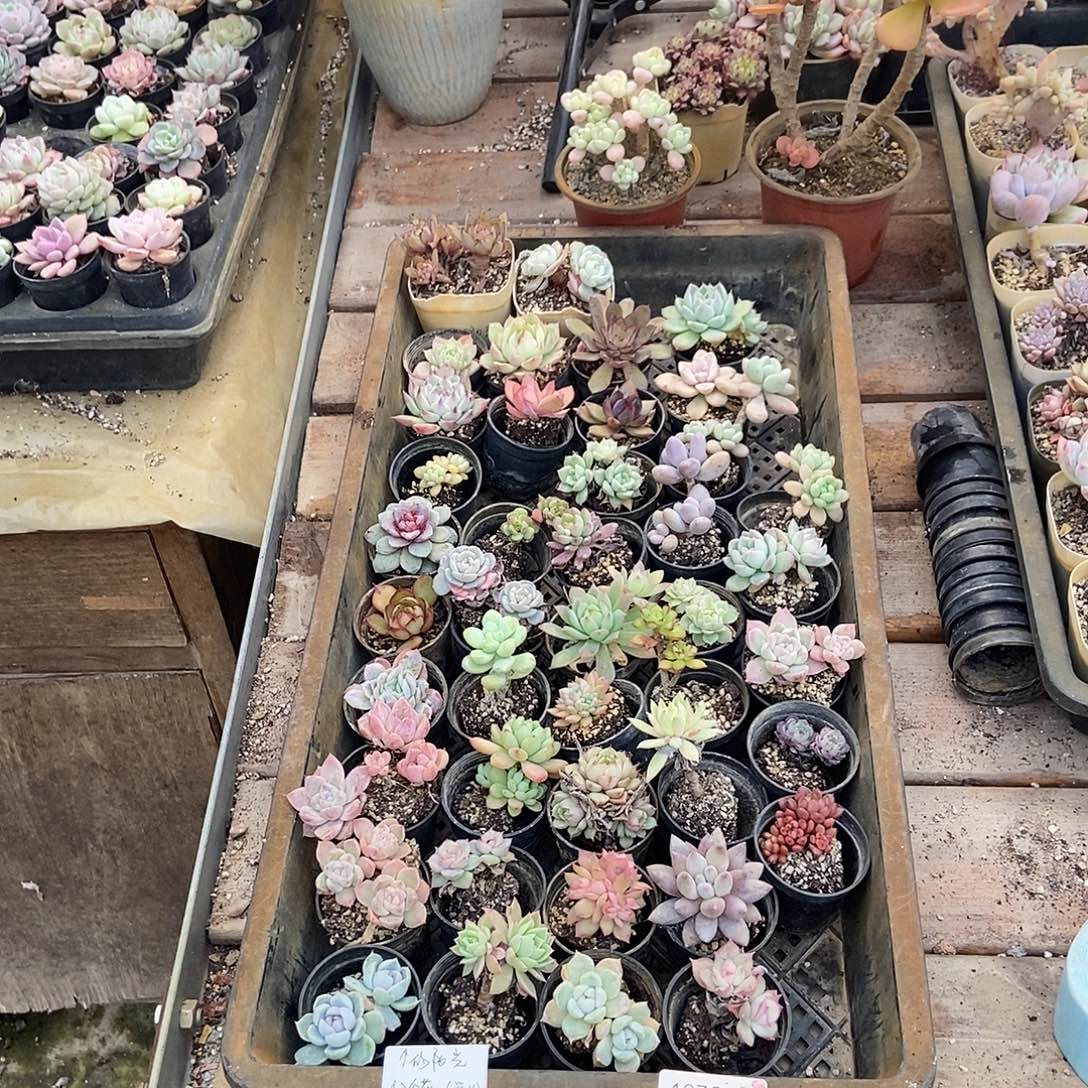1076号花42个阳光专拍河北