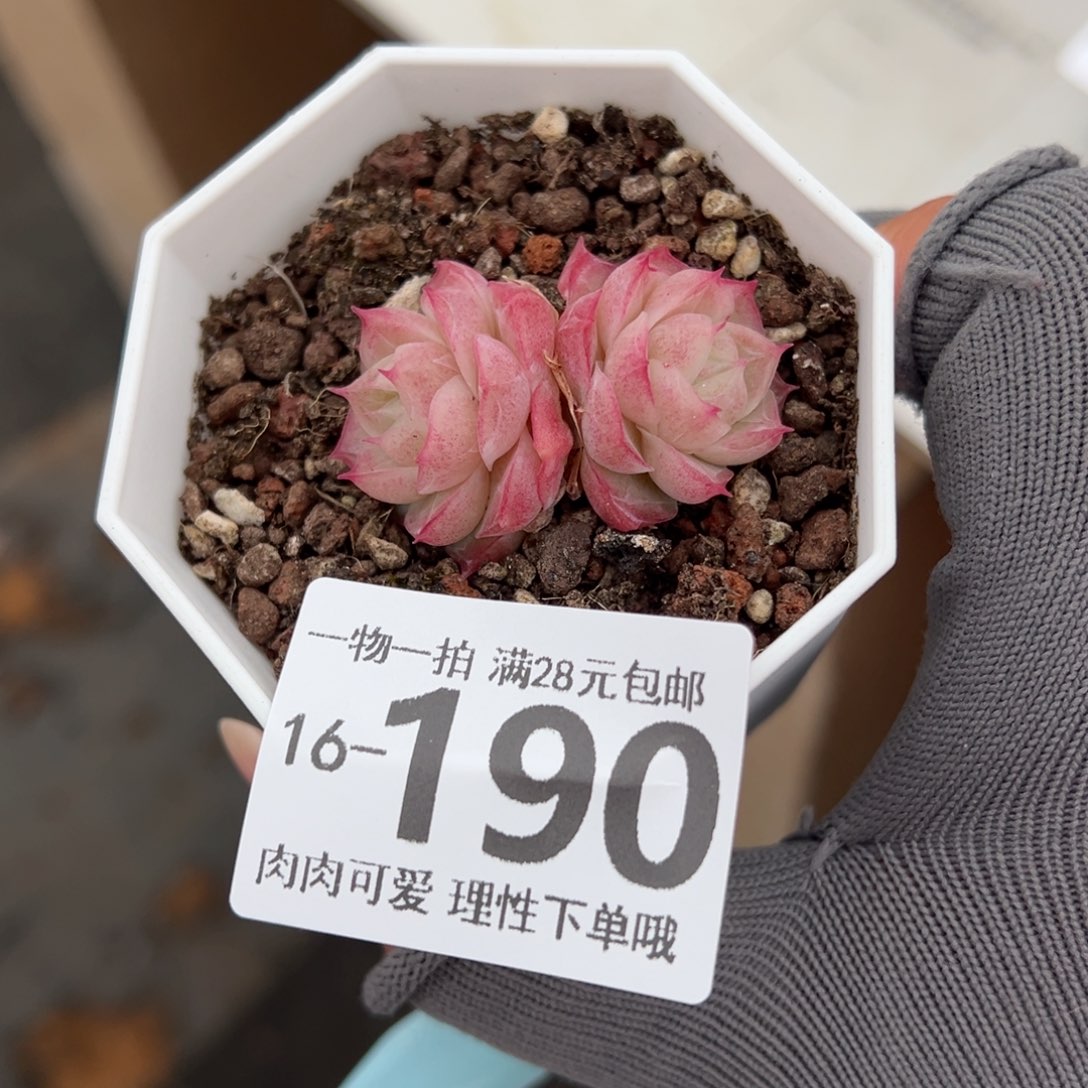 潘多拉女王多肉多肉多肉多肉多肉