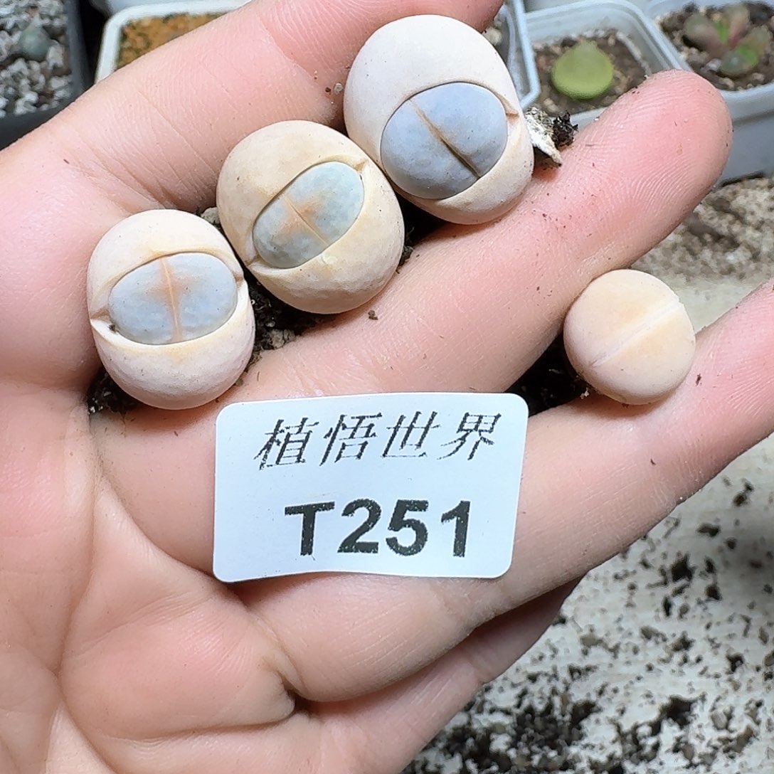 251号多肉植物哇cv