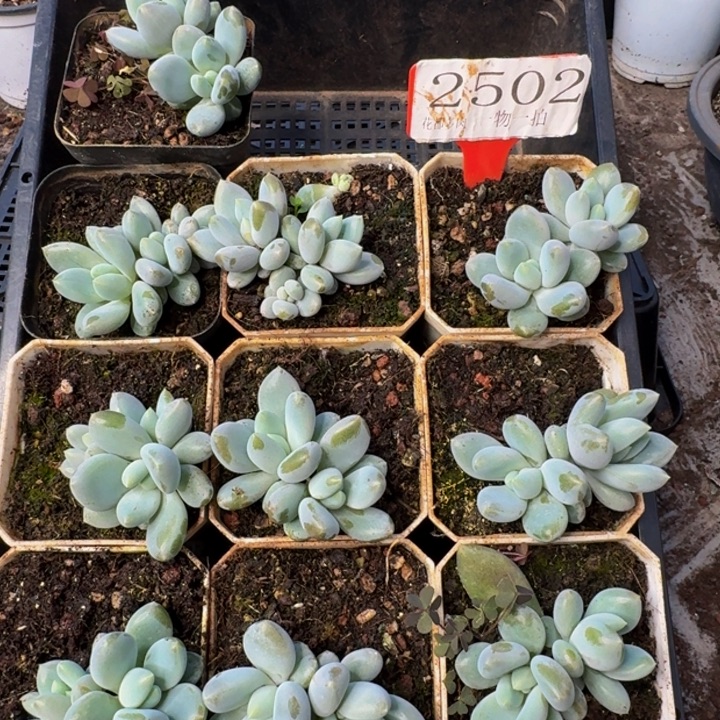 2502多肉植物一物一拍