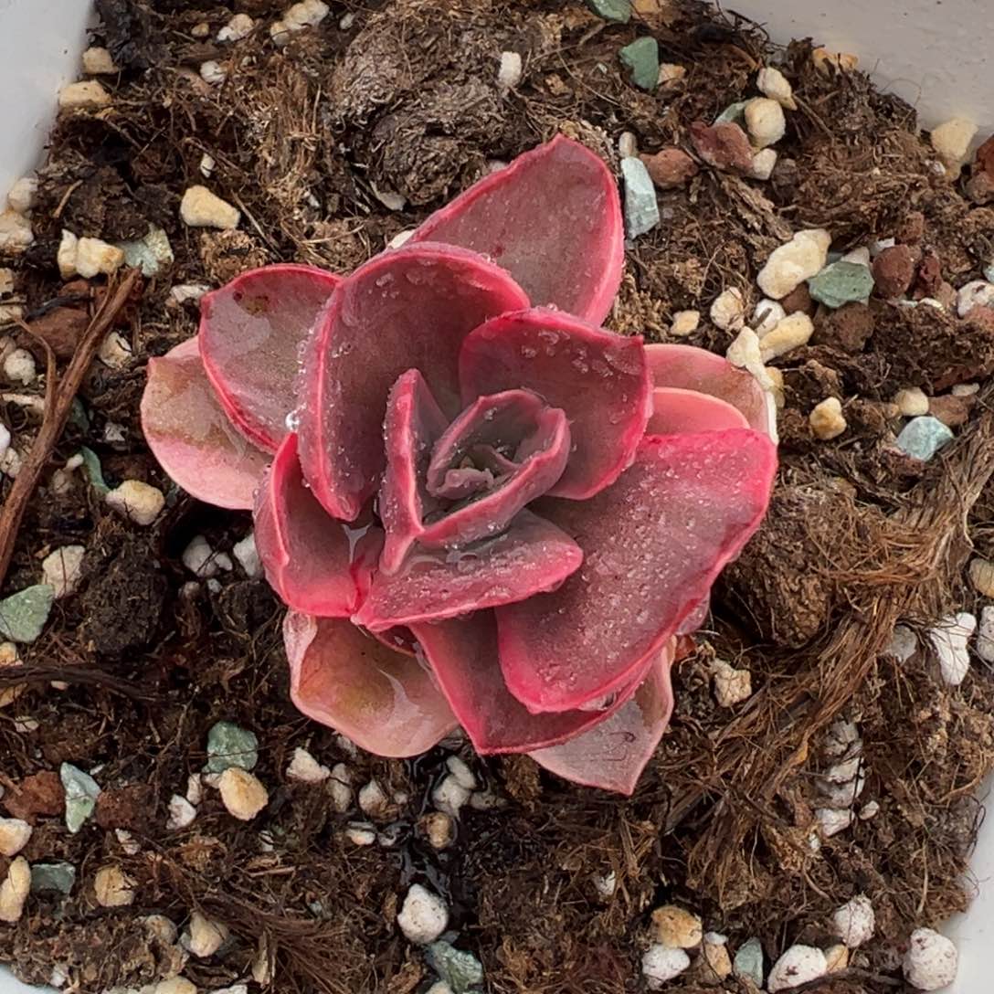 秀妍锦，覆轮锦多肉植物