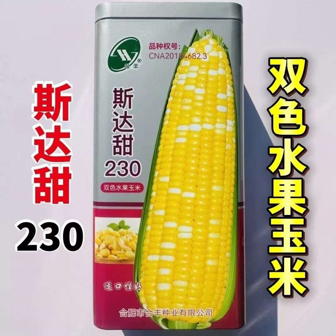 【国审金银双色超甜水果玉米】水果玉米种子早熟大棒甜脆爆汁可生吃