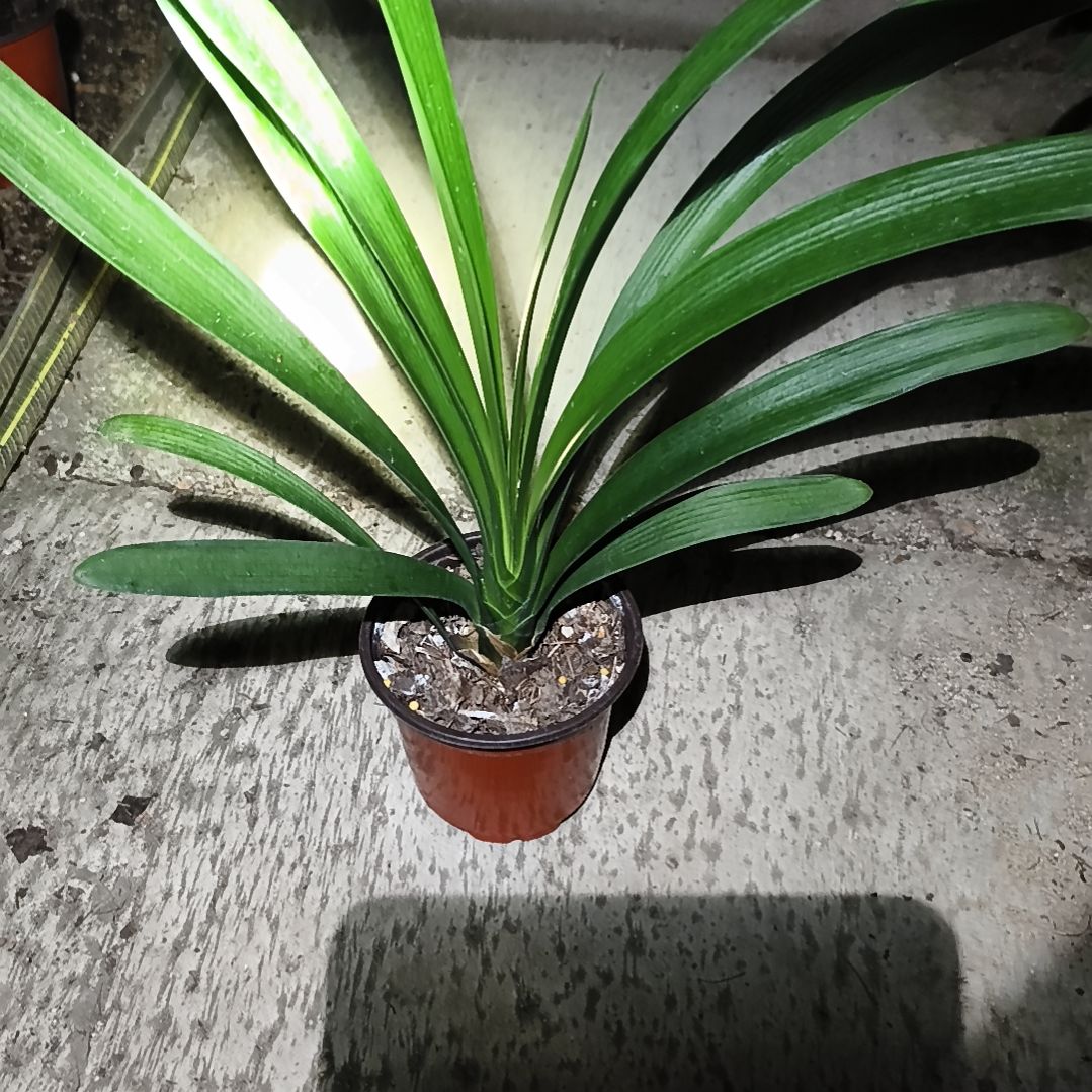 里***6完全开放胭脂苗一颗特惠