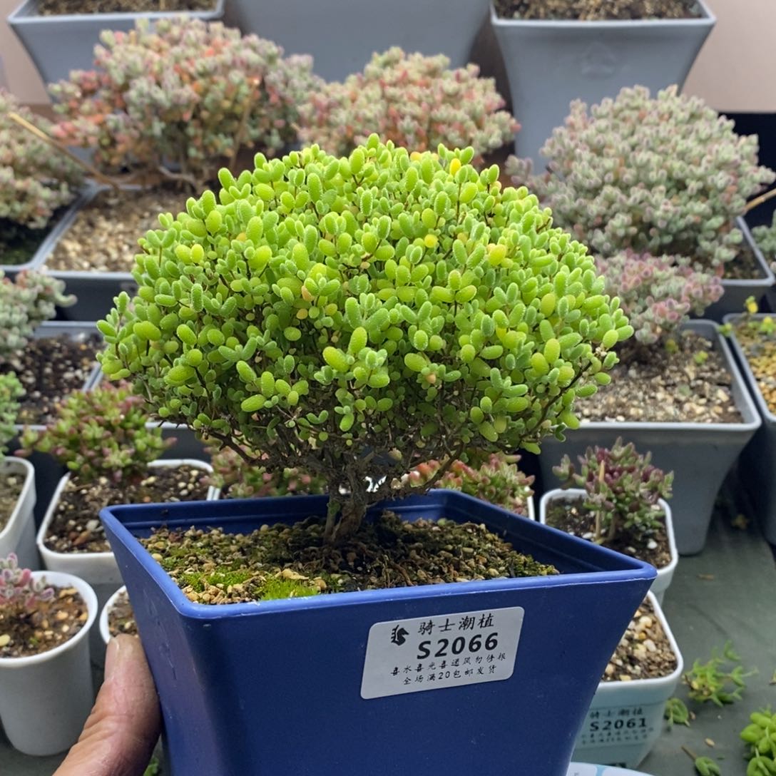 2066蜜橘糖球枝干