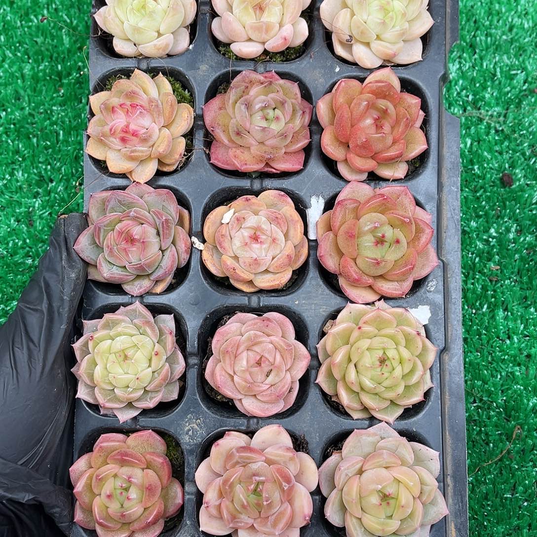 多肉一物一拍7-124