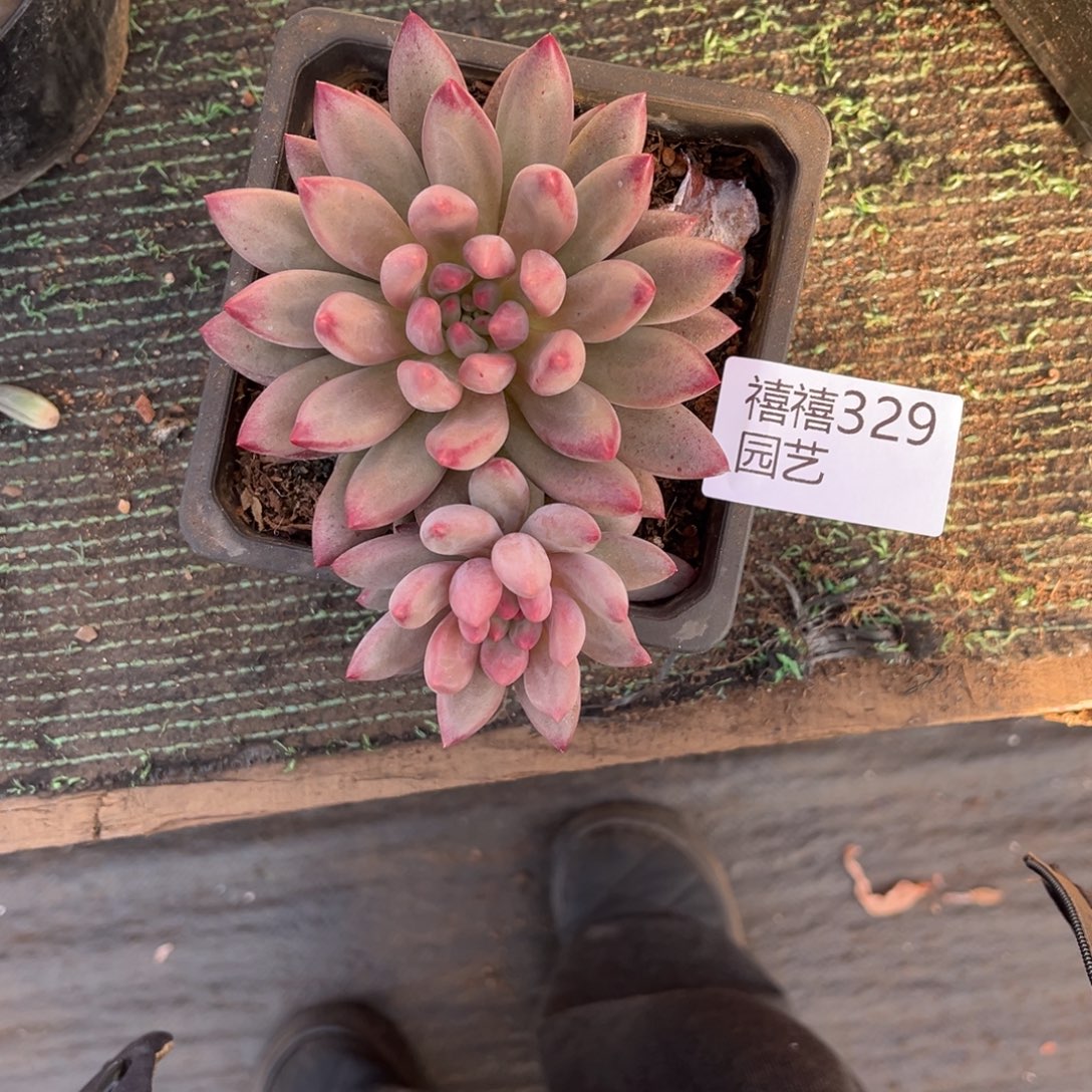 芸***妹329车厘子多肉植物……