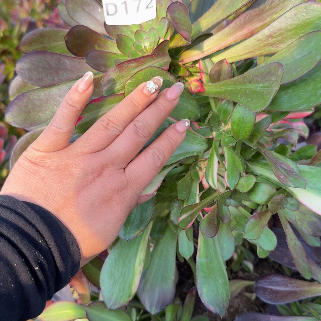 172花蝴蝶。多肉植物