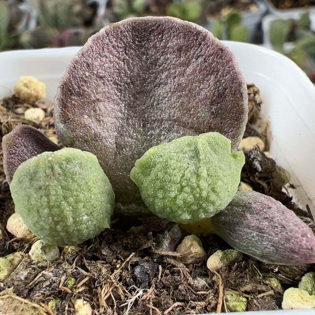 粉色圆叶绒毛感实生大苗