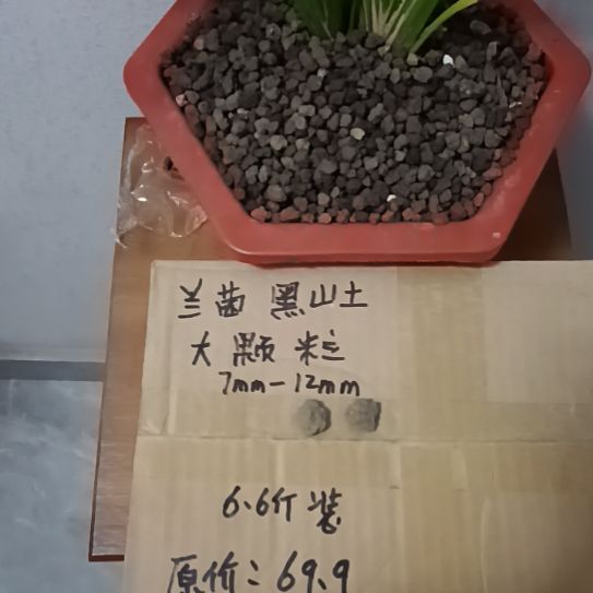 老***山兰菌黑山土大颗粒6.6斤