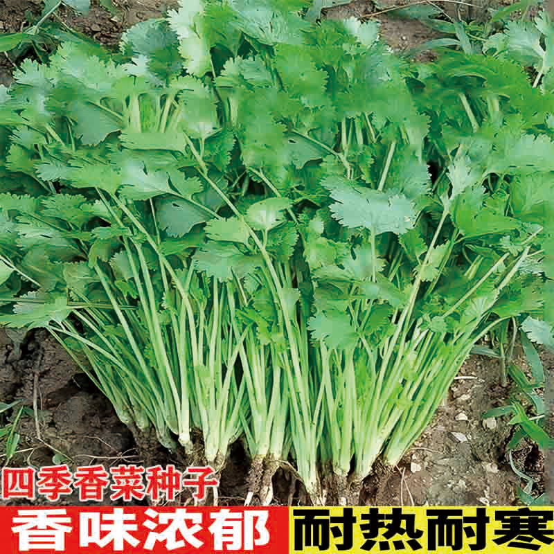 大叶香菜种子种苗四季可种耐抽薹适合家庭阳台盆栽蔬菜种子种苗