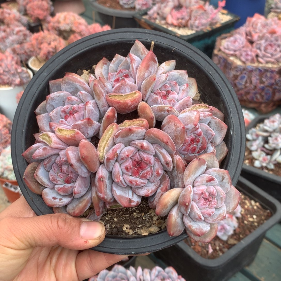 无花朵花花花花花花花9