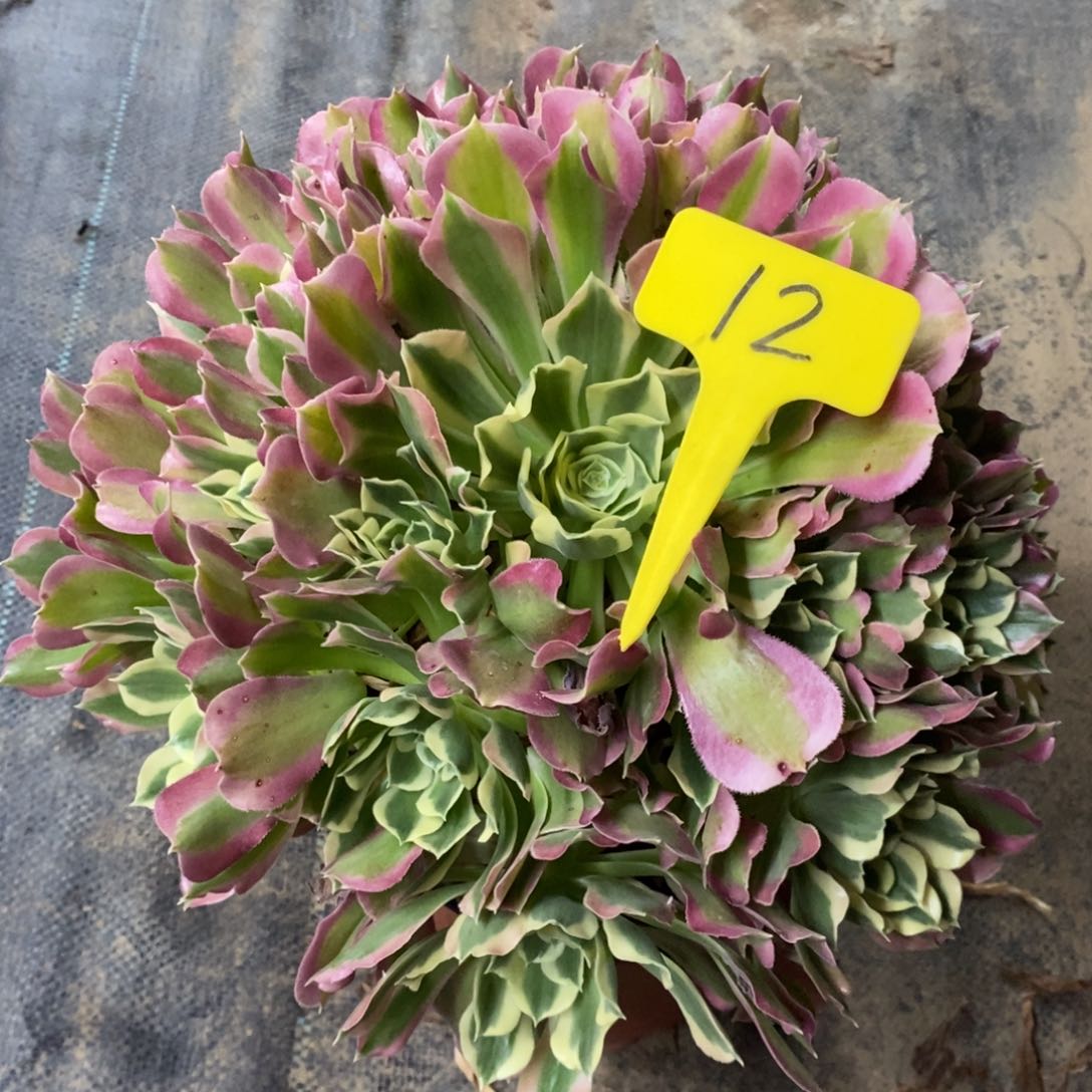 红陶12雨花石法师