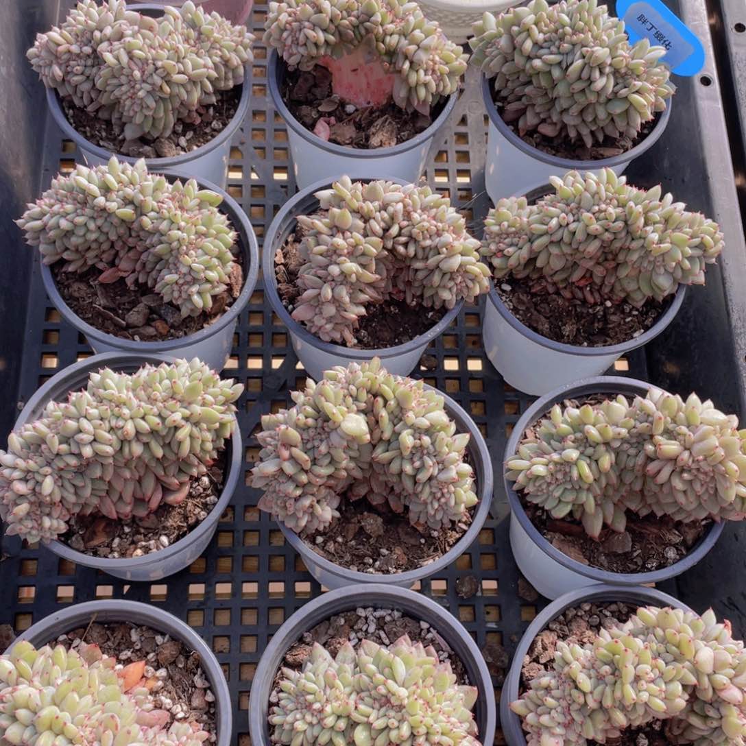 量拍15号 胖丁多肉缀化一个