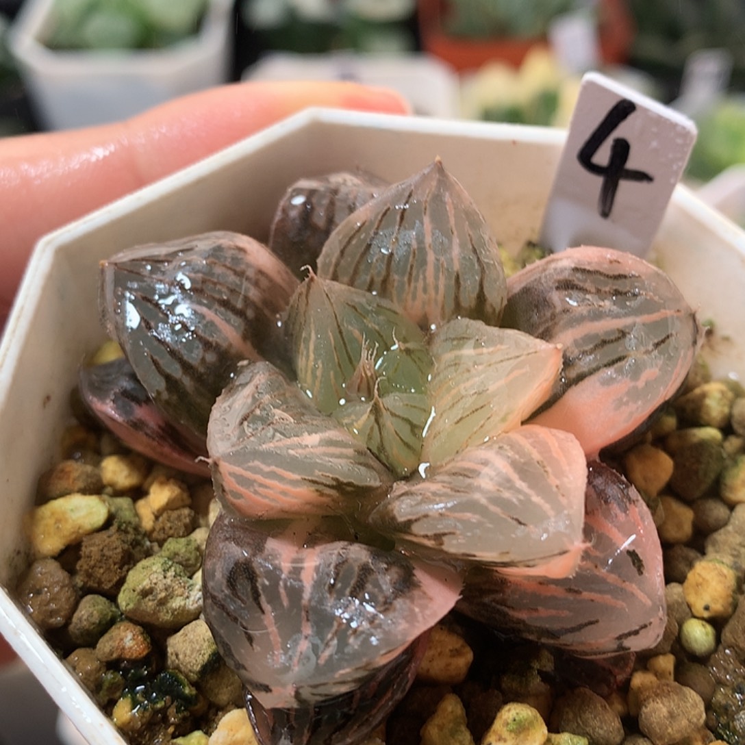 4号玉潭寿锦一物一拍