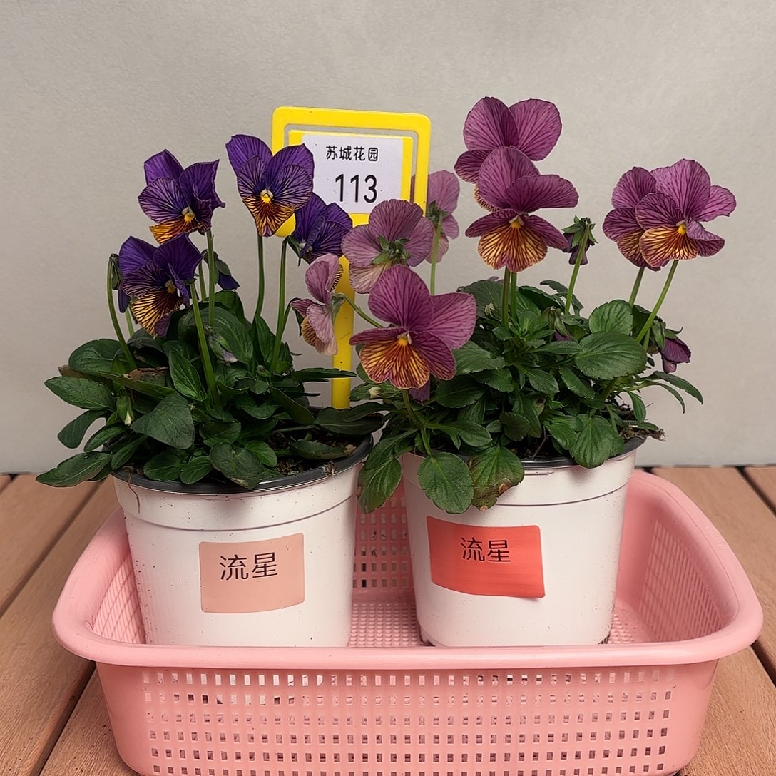 大部分开放少量花苞113